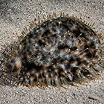 Cypraea tigris